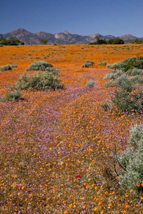 Picture of WILDFLOWER SEASON, NAMAQUA NP, SOUTH AFRICA