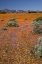 Picture of WILDFLOWER SEASON, NAMAQUA NP, SOUTH AFRICA