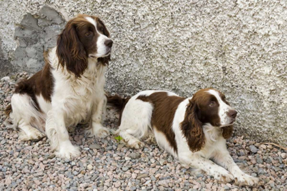 Picture of IRELAND, DONEGAL TWO SPRINGER SPANIEL DOGS