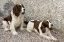 Picture of IRELAND, DONEGAL TWO SPRINGER SPANIEL DOGS