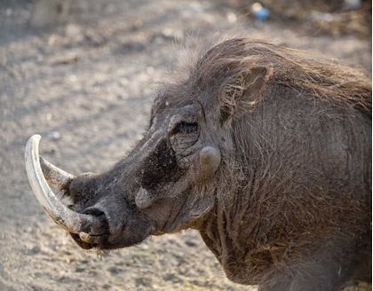 Picture of PORTRAIT OF OLD WARTHOG, ETOSHA NP, NAMIBIA