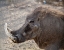 Picture of PORTRAIT OF OLD WARTHOG, ETOSHA NP, NAMIBIA