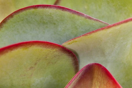 Picture of AFRICA, NAMIBIA, WINDHOEK SUCCULENT LEAVES