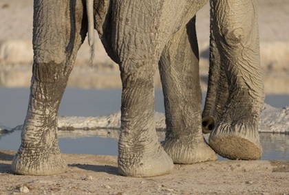 Picture of NAMIBIA, ETOSHA NP ELEPHANT LEGS AND TRUNK