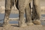 Picture of NAMIBIA, ETOSHA NP ELEPHANT LEGS AND TRUNK