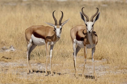 Picture of NAMIBIA, ETOSHA NP TWO STANDING SPRINGBOKS