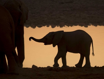 Picture of NAMIBIA, ETOSHA NP BABY ELEPHANT AT SUNSET