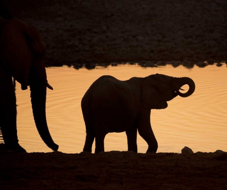 Picture of NAMIBIA, ETOSHA NP BABY ELEPHANT AT SUNSET