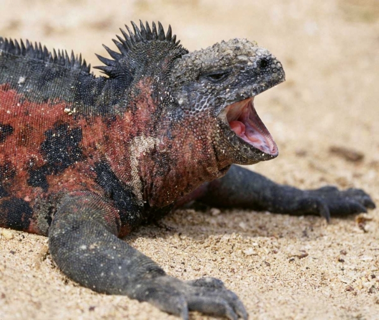 Picture of ECUADOR, GALAPAGOS ISLANDS A MARINE IGUANA