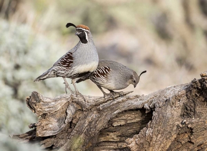 Picture of AZ, BUCKEYE MALE AND FEMALE GAMBELS QUAIL