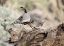 Picture of AZ, BUCKEYE MALE AND FEMALE GAMBELS QUAIL