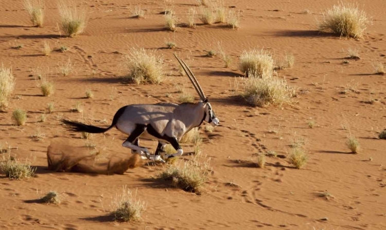 Picture of NAMIBIA, SOSSUSVLEI AERIAL OF RUNNING ORYX