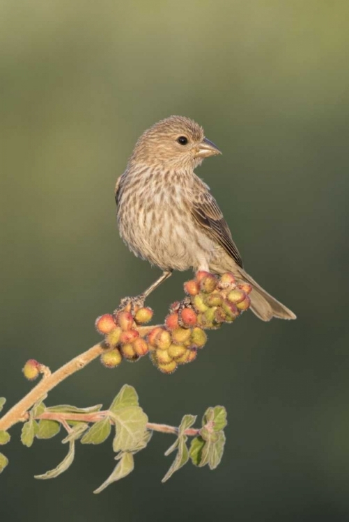 Picture of AZ, AMADO HOUSE FINCH ON SKUNKBUSH BERRIES