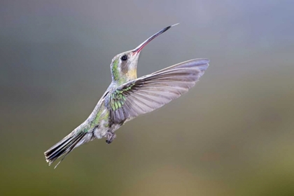 Picture of AZ, MADERA CANYON BROAD-BILLED HUMMINGBIRD