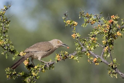 Picture of AZ, AMADO CURVE-BILLED THRASHER WITH BERRY