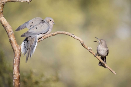 Picture of AZ, CURVE-BILLED THRASHER AND MOURNING DOVE