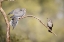 Picture of AZ, CURVE-BILLED THRASHER AND MOURNING DOVE