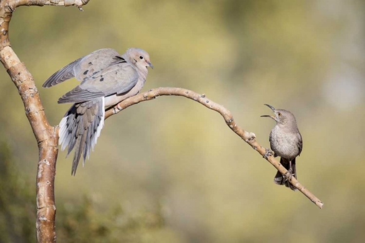 Picture of AZ, CURVE-BILLED THRASHER AND MOURNING DOVE