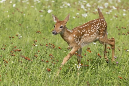 Picture of MINNESOTA WHITE-TAILED DEER FAWN IN MEADOW