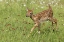 Picture of MINNESOTA WHITE-TAILED DEER FAWN IN MEADOW