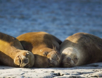 Picture of ARGENTINA, CHUBUT THREE SLEEPING SEA LIONS