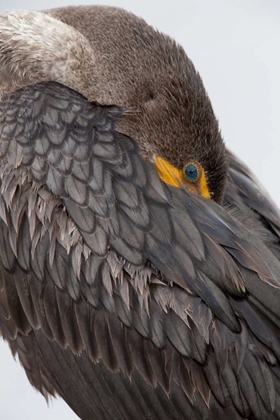 Picture of FL, EVERGLADES NP DOUBLE-CRESTED CORMORANT