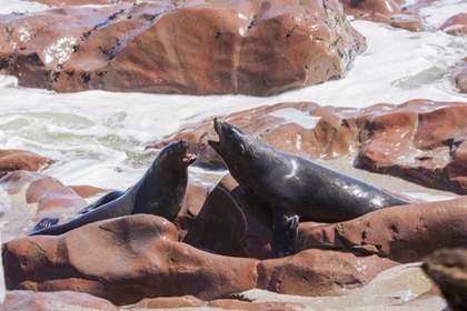 Picture of NAMIBIA, SKELETON COAST TWO CAPE FUR SEALS