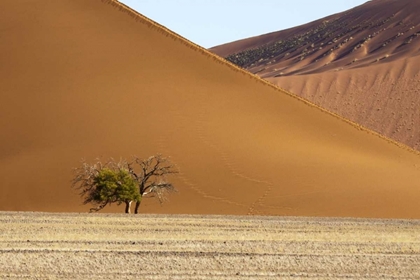 Picture of NAMIBIA, SOSSUSVLEI CONTRASTING SAND DUNES