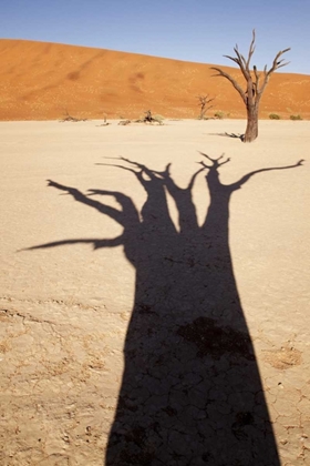 Picture of NAMIBIA, SOSSUSVLEI DEAD TREE CASTS SHADOW