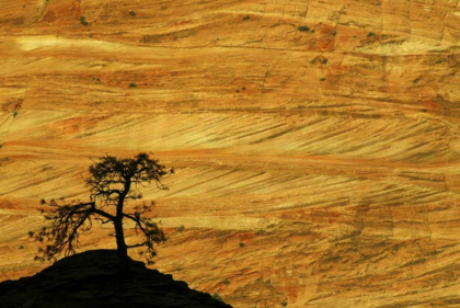 Picture of UT, ZION NP THE SILHOUETTE OF A SMALL TREE