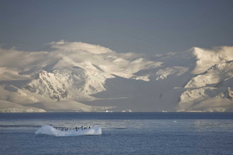 Picture of ANTARCTICA, GENTOO PENGUINS ON AN ICEBERG