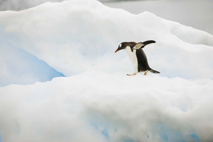 Picture of ANTARCTICA A GENTOO PENGUIN ON AN ICEBERG