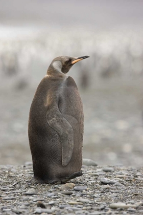 Picture of ANTARCTICA, A DARK MORPH OF A KING PENGUIN