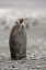 Picture of ANTARCTICA, A DARK MORPH OF A KING PENGUIN