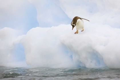 Picture of ANTARCTICA, GENTOO PENGUIN PREPARES TO DIVE