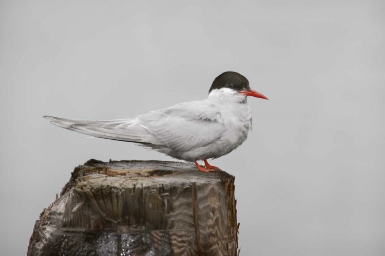 Picture of ANTARCTICA, GRYTVIKEN ANTARCTIC TERN ON POST