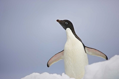 Picture of ANTARCTICA, AN ADULT ADELIE PENGUIN STRETCHES
