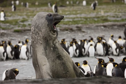 Picture of ANTARCTICA, AGGRESSIVE SOUTHERN ELEPHANT SEAL