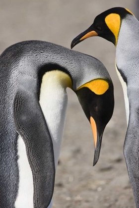 Picture of ANTARCTICA, SALISBURY PLAIN KING PENGUIN BOWS