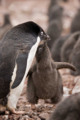 Picture of ANTARCTICA, ADELIE PENGUIN CHICK BEGS FOR FOOD