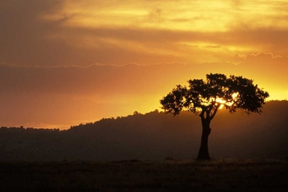 Picture of KENYA, MASAI MARA ACACIA SILHOUETTED AT SUNSET