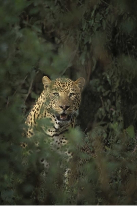 Picture of KENYA, LAKE NAKURU NP LEOPARD FRAMED BY BUSHES