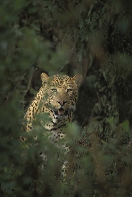 Picture of KENYA, LAKE NAKURU NP LEOPARD FRAMED BY BUSHES