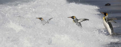 Picture of ANTARCTICA KING PENGUINS ENTER SURF ONE BY ONE