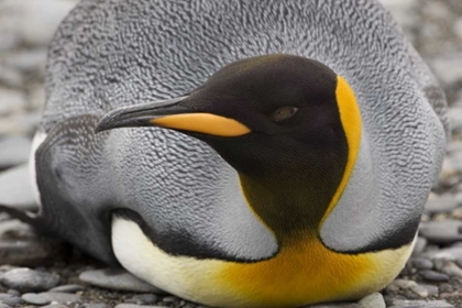 Picture of ANTARCTICA, SALISBURY PLAIN KING PENGUIN RESTS