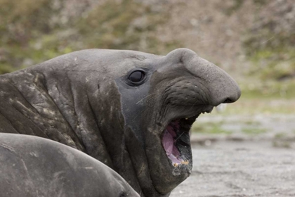 Picture of ANTARCTICA, ST ANDREWS SOUTHERN ELEPHANT SEAL