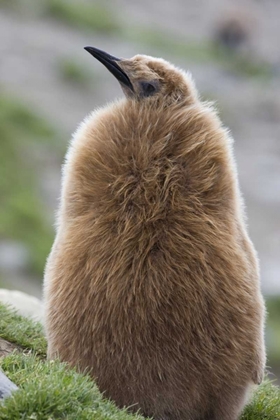 Picture of ANTARCTICA, ST ANDREWS BAY KING PENGUIN CHICK