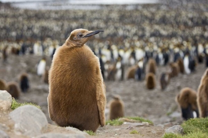 Picture of ANTARCTICA, ST ANDREWS BAY KING PENGUIN CHICK