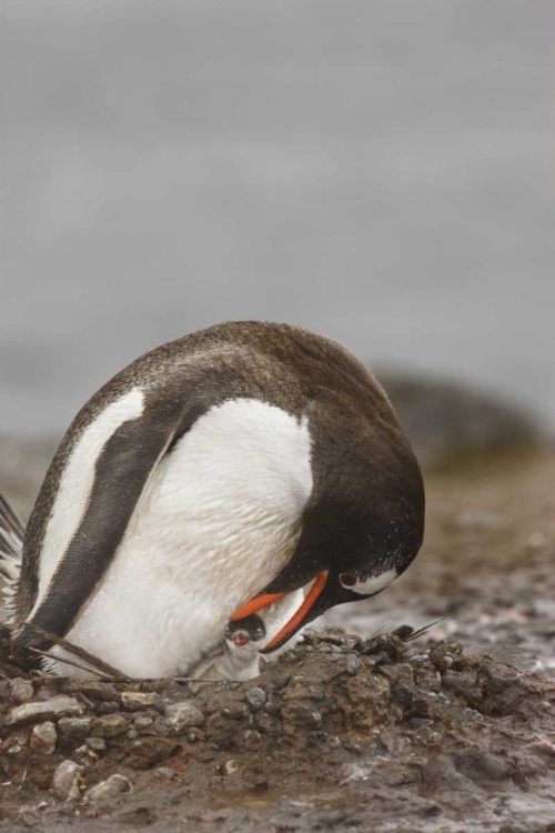 Picture of ANTARCTICA A GENTOO PENGUIN WITH CHICK AT NEST