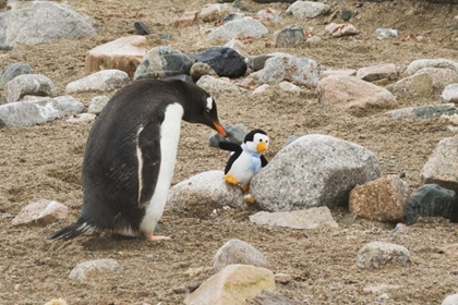 Picture of ANTARCTICA, NEKO HARBOR CURIOUS GENTOO PENGUIN